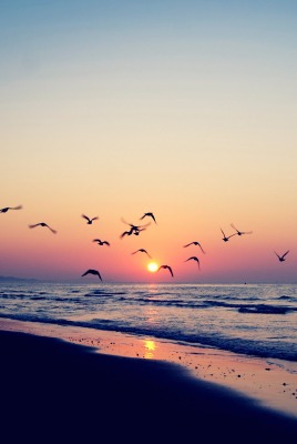 птицы чайки берег сумерки море закат