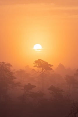 рассвет туман деревья высота
