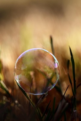 Мыльный пузырь на травинке