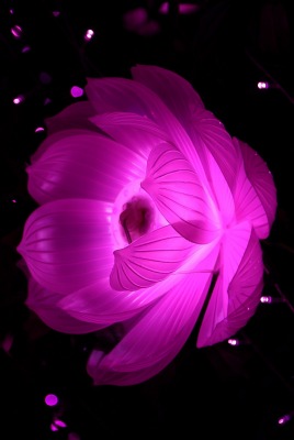 цветок розовый свечение