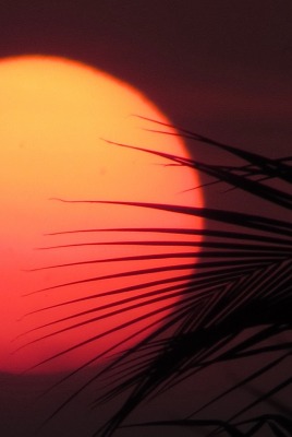 солнце пальма ветка закат