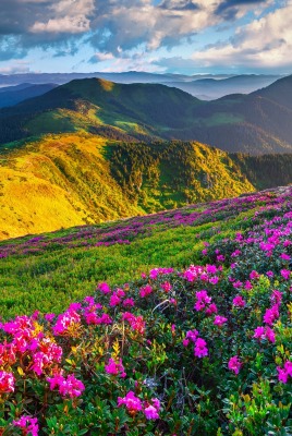 небо горы цветы поляна