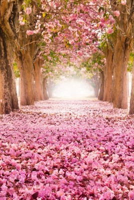 цветение весна аллея розовый