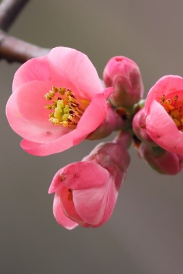 ветка цветок цветение розовый