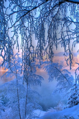 Зима иней снег деревья озеро