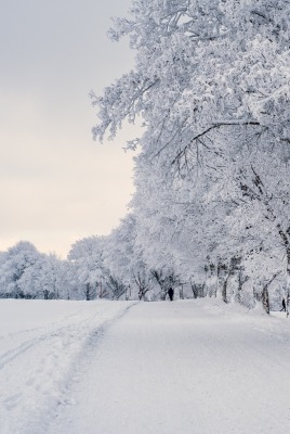 зима дорога деревья мороз иней