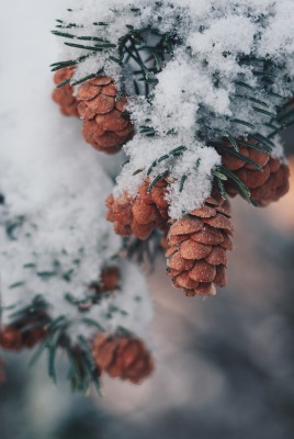 шишки ветки ель снег
