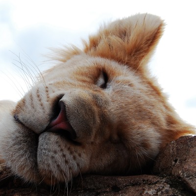 Спящий львенок