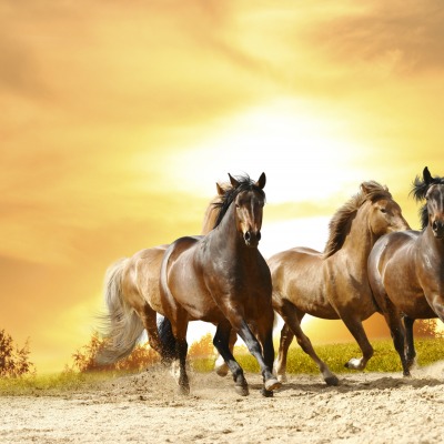 Лошади троека галоп