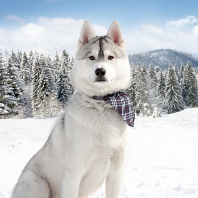 хаски собака снег горы