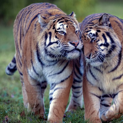 тигр хищник на траве
