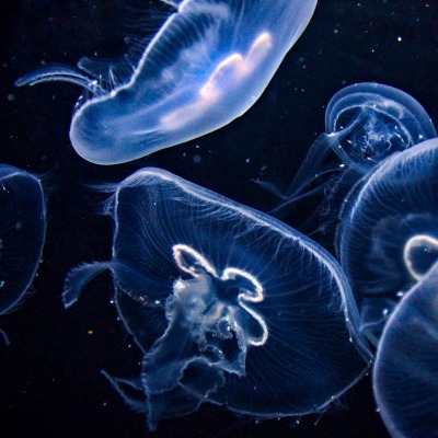 медузы океан темнота