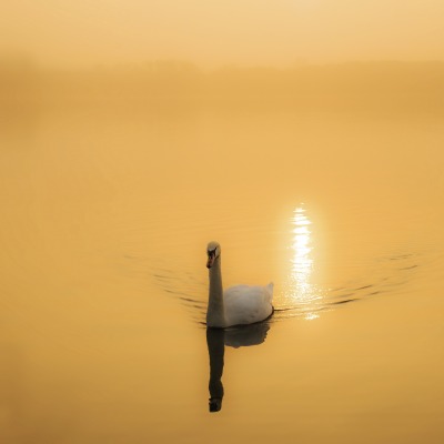 лебедь озеро водоем желтый