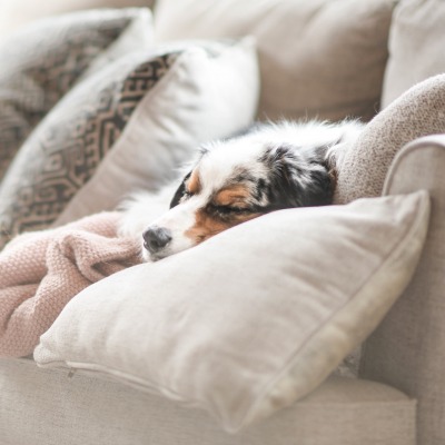 собака на диване лежит подушки
