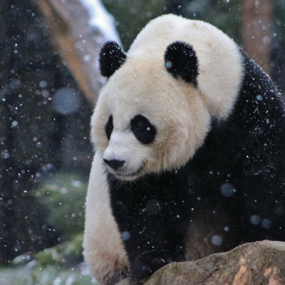 панда снег медведь