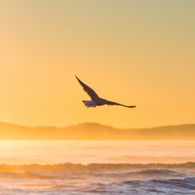 океан прибой на закате птица