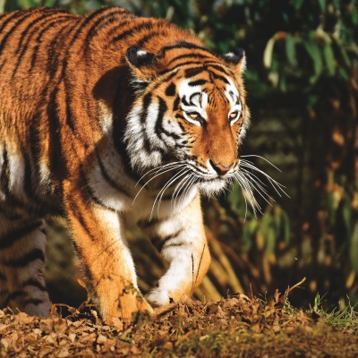 тигр хищник джунгли