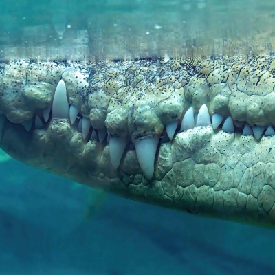 крокодил гребнистый крокодил в воде пасть