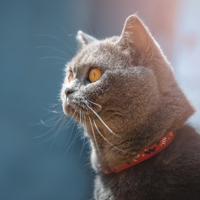 кошка британская кошка взгляд ошейник