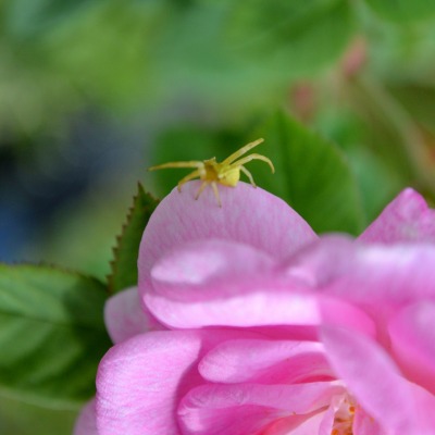 макро природа паук цветы роза