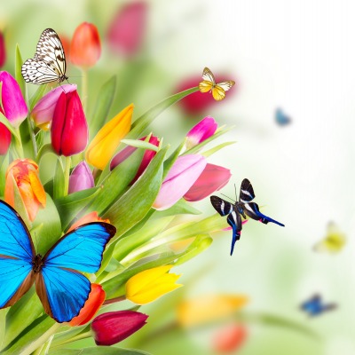 Бабочки тюльпаны цветы