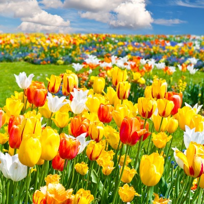 Тюльпаны поле цветные