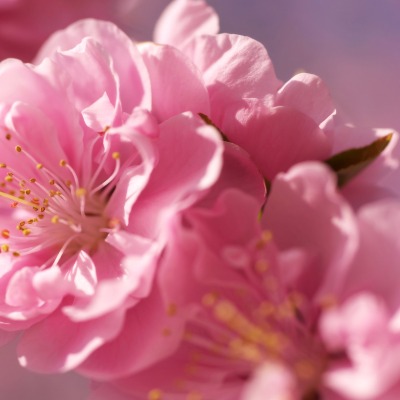 цветы розовые крупный план