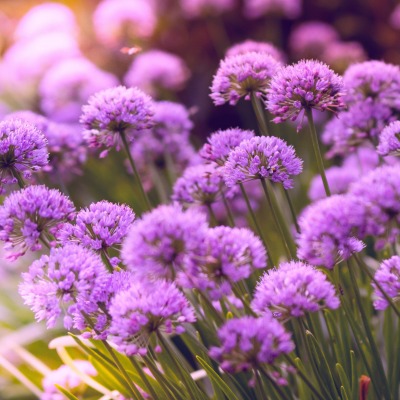 цветы полевые фиолетовый аллиум
