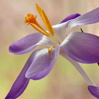 цветок фиолетовый крокусы цветы