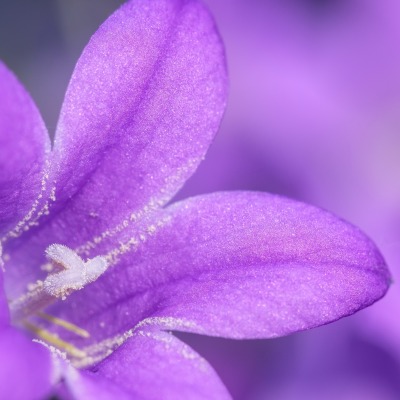 цветок фиолетовый макро лепестки