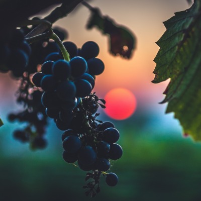 виноград гроздь макро закат