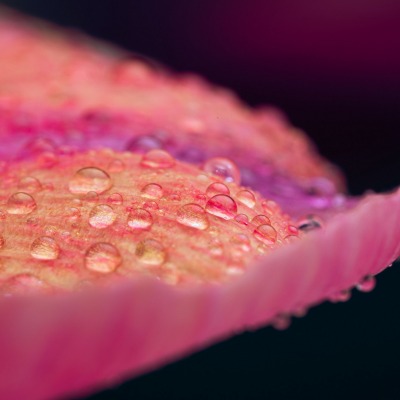 лист лепесток макро капли розовый