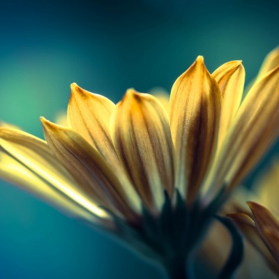 цветок желтый лепестки синий фон