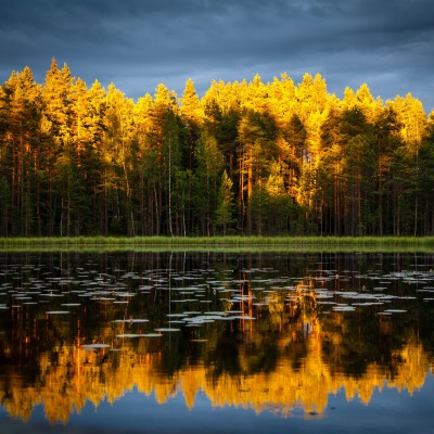 лес водоем закат кроны солнечный свет