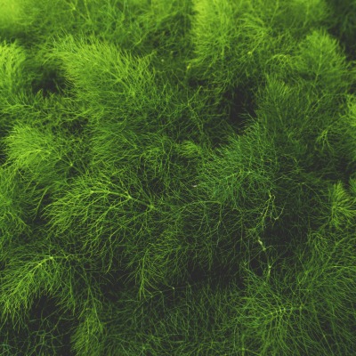 трава мох зелень