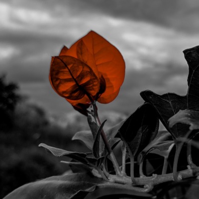 цветок красный пасмурность
