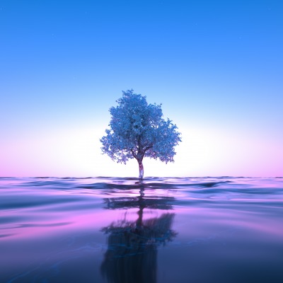 дерево вода рассвет сияние