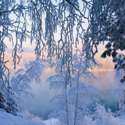 снег зима деревья иней snow winter trees frost