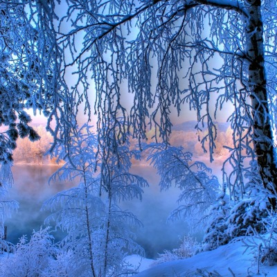 Зима иней снег деревья озеро