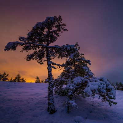 зима закат деревья снег