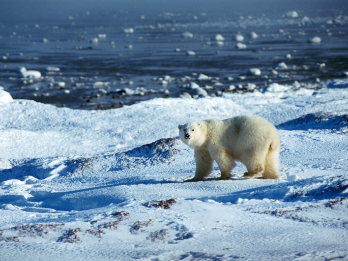 Белый медведь во льдах