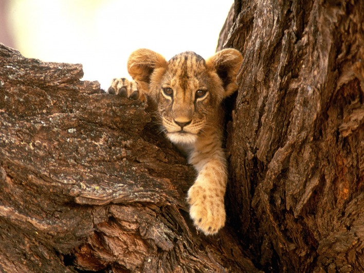 Львенок на дереве1