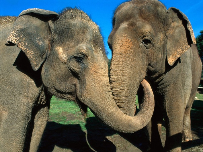 Любовь, слоны