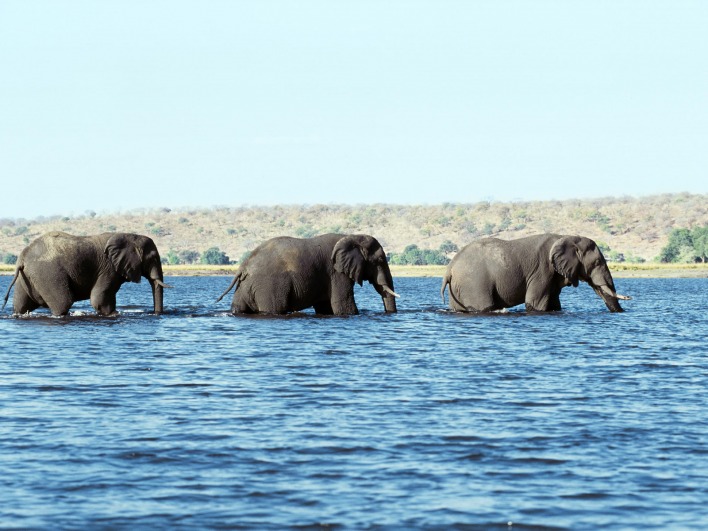 Слоны через реку