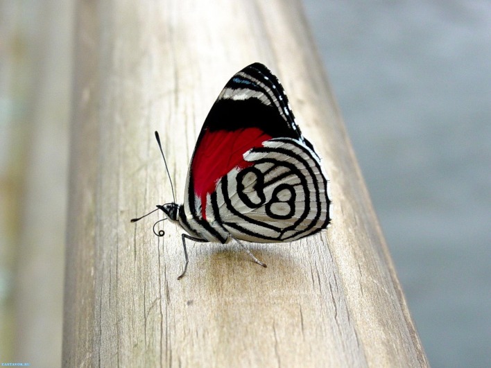 Бабочка1