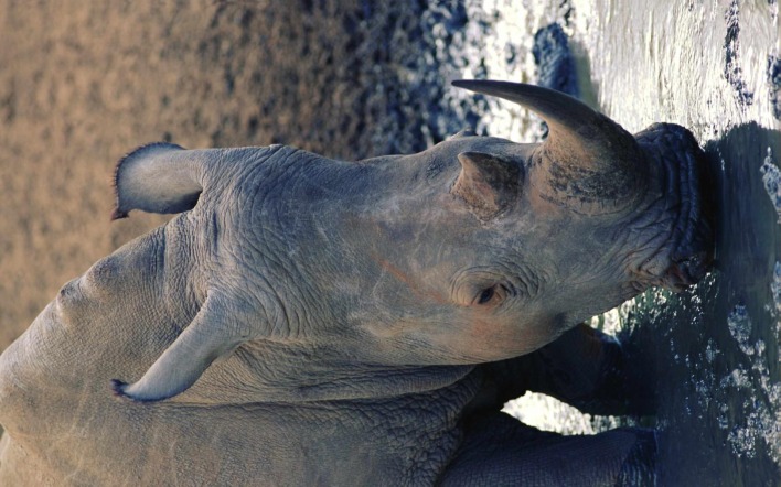Носорог на водопое