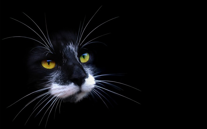 Кошачий взгляд из темноты