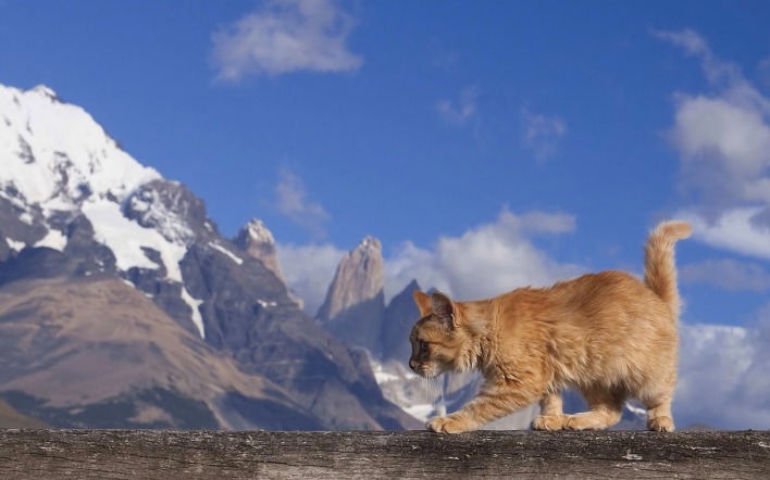 Котенок на фоне гор