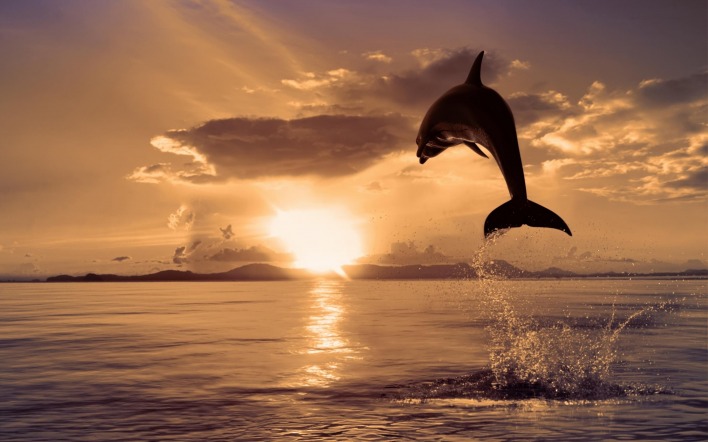 Прыжок дельфина на закат