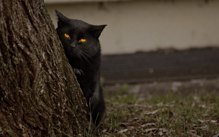 Черный кот с оранжевыми глазами